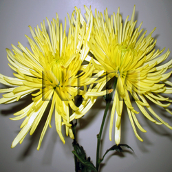 chrysanthemum spider mums yellow